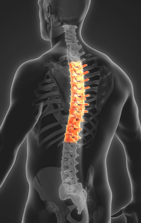 Spine Thoracic
